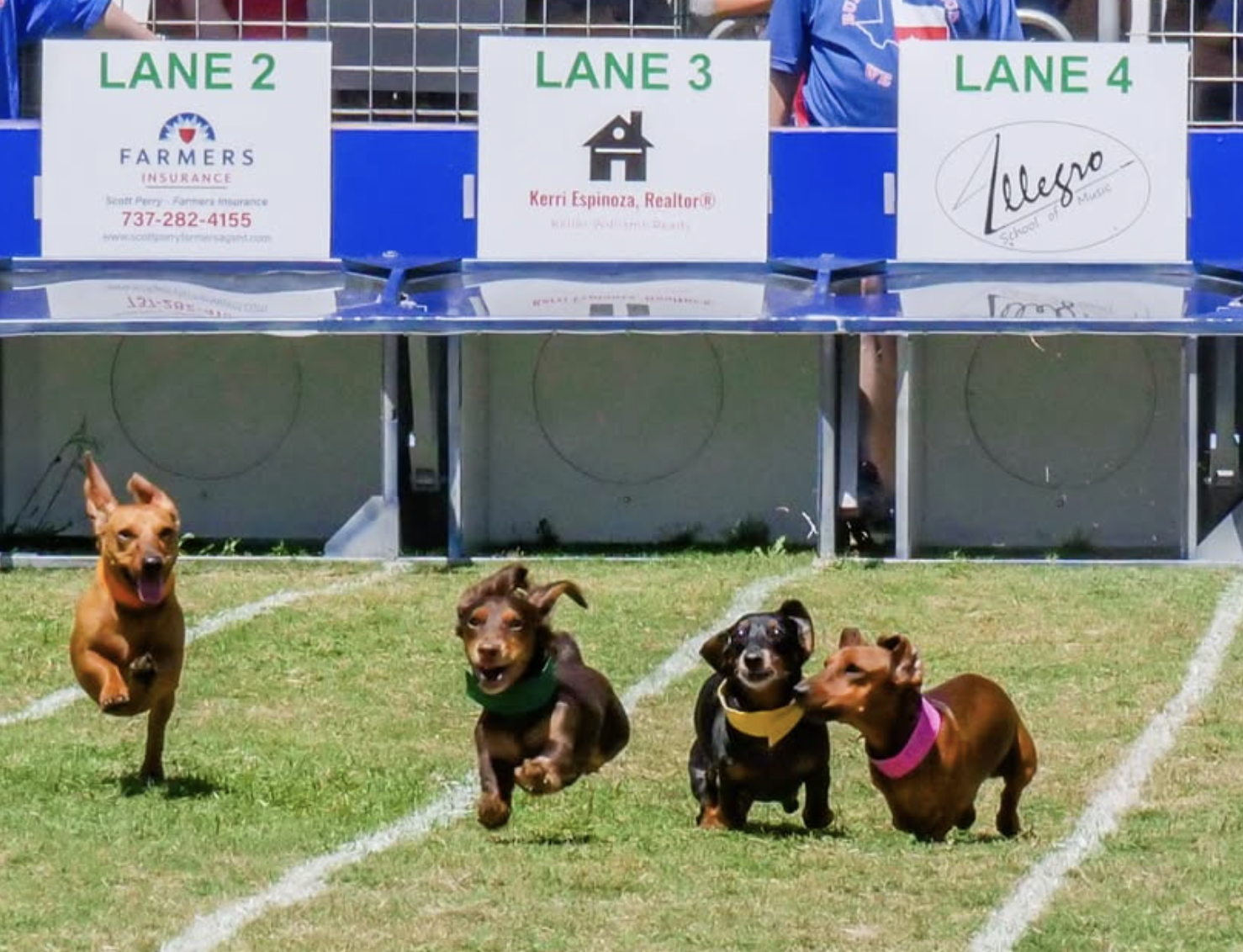 The Bug Master is an official sponsor of the Buda Wiener Dog Races.